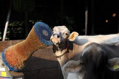 Eine Kuh reibt sich an einer Bürste.