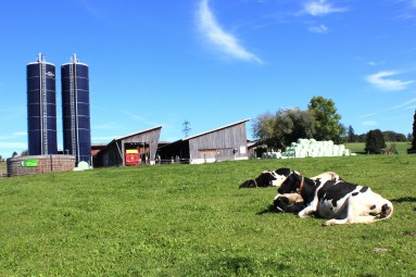 Im Vordergrund mehrere Kühe, die auf dem grünen Gras liegen. Im Hintergrund Silotürme und Scheunen.