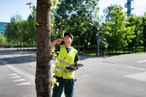 Das Bild zeigte einen Baumkontrolleur von Grün Stadt Zürich, der einen Baum auf seinen Gesundheitszustand prüft.