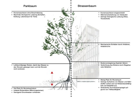 Auf der linken Seite sind die Standortbedingungen für einen Parkbaum. Auf der rechten Seite die Standortbedingungen für einen Strassenbaum.