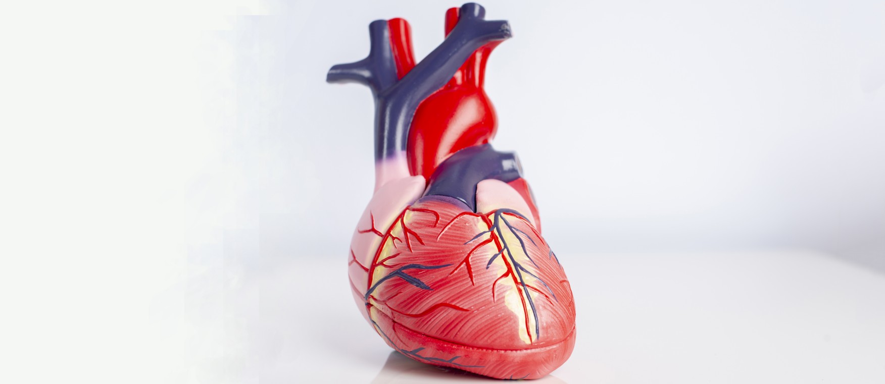 Herzmodell