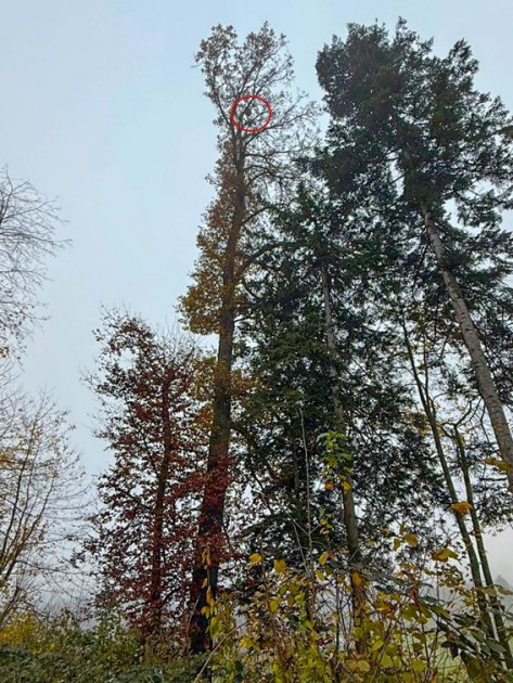 Bäume am Waldrand, Blick von unten zu den Baumkronen, wo ein Nest der Asiatischen Hornisse hängt.