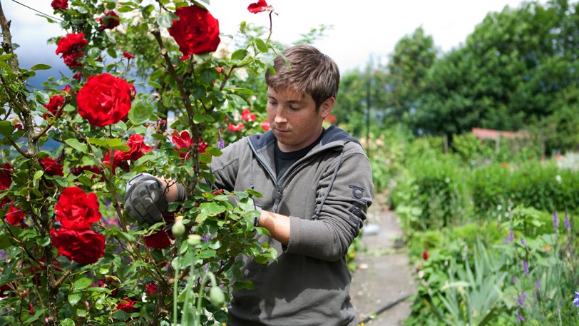 Gärtner bei der Pflege eines Rosenstockes