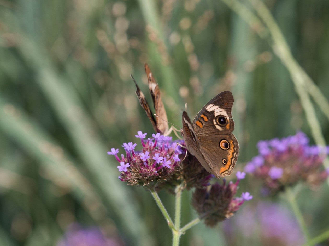 Schmetteling auf Blüte