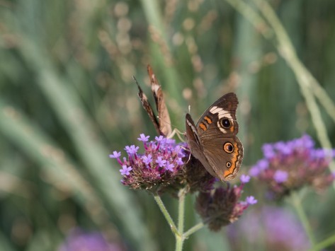 Schmetteling auf Blüte