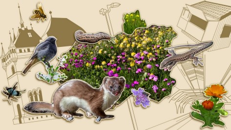 ausstellung-vernetzte-natur-16-9 Kollage aus verschiedenen Stadtwildtieren, einer Blumenwiese, Häusen und einer Strassenlaterne