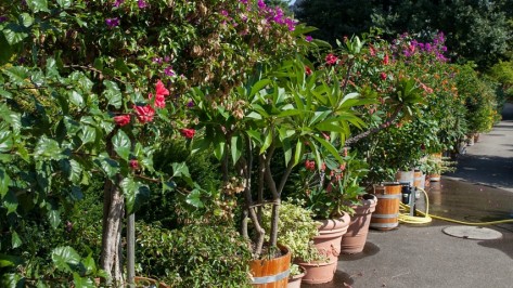 kuebelpflanzen Grosse exotische Kübelpflanzen stehen aufgereiht auf dem Gelände der Sadtgärtnerei.
