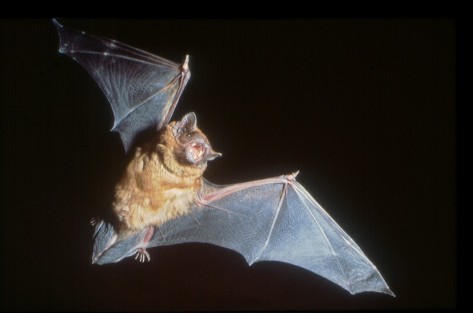 Eine fliegende Fledermaus im Lichtschein vor schwarzem Hintergrund.