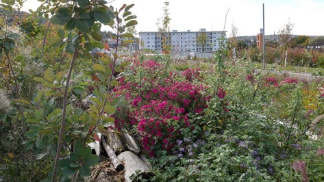 ueberlandpark-herbst Heimische Gehölze, Wildblumen und Totholz im Ueberlandpark.