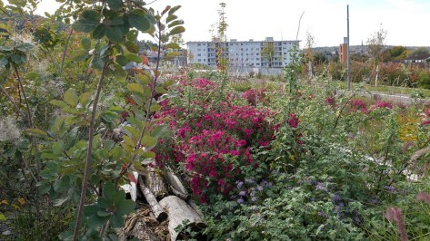 ueberlandpark-herbst Heimische Gehölze, Wildblumen und Totholz im Ueberlandpark.