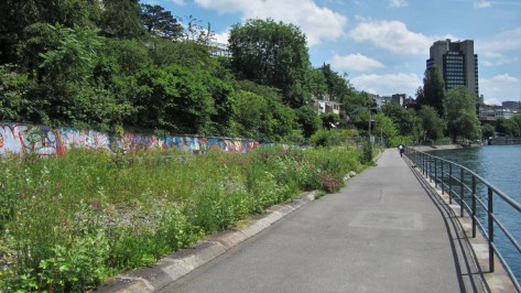 lettenareal Uferweg entlang der Limmat. Rechts der Fluss, links eine Wildblumenwiese im Lettenareal.