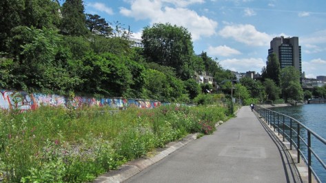 lettenareal Uferweg entlang der Limmat. Rechts der Fluss, links eine Wildblumenwiese im Lettenareal.