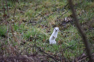 Wiesel Ein Wiesel auf der Wiese. Bild: © Schlitner Landschaftsplanung GmbH