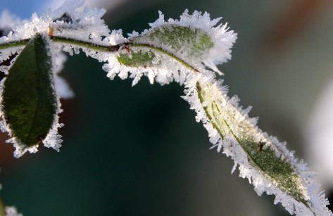Vereiste Rosenblätter leuchten gegen die Wintersonne.