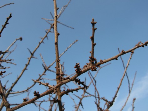 Laubfreie Äste mit Knospen im Spätherbst.