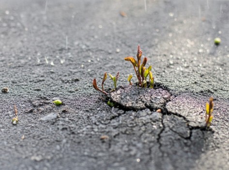 Pflanzenkeimlinge durchbrechen Asphalt.