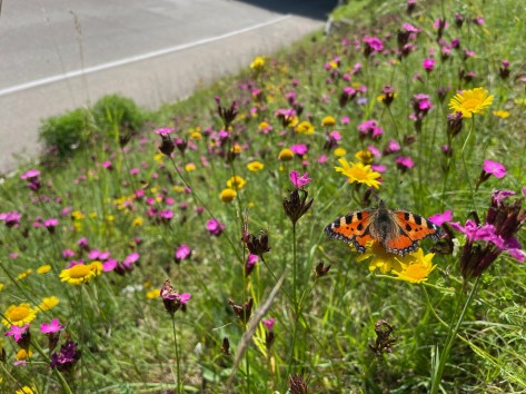 Ein Strassenbord dicht bewachsen mit blühenden Wildblumen.
