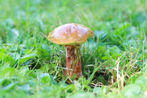 Pilze im Garten Ein Pilz wächst auf einem Rasen.