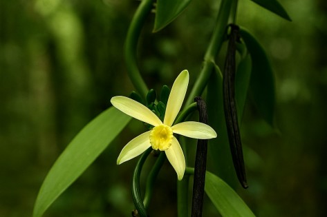 Vanilleblüte und -schote