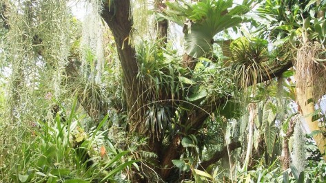 epiphyten Epiphyten wachsen auf einem Totholzbaum in der Stadtgärtnerei Zürich.