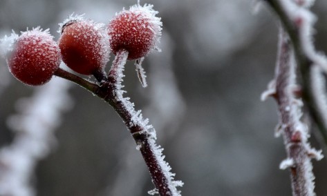 Gartenpause Rosenfrüchte Nahaufnahme eines vereisten HAgebuttenzweigs im Winter.