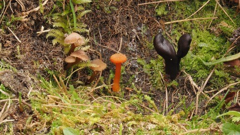 Drei verschiedene Pilzarten wachsen dicht nebeneinander auf Waldboden.