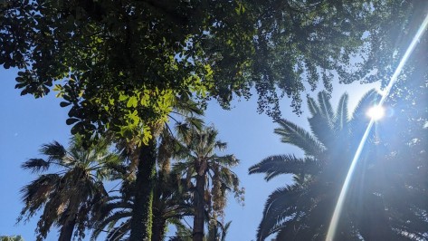 Blick Richtung Himmel. Die Sonnen bricht durch die Kronen verschiedner Bäume.