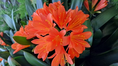 Nahaufnahme einer grossen orangenen Blüte.