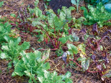 Verschiedene Gemüsepflanzen wachsen in MIschkultur-Reihen in einem Beet.