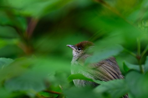 Eine junge Mönchsgrasmücke sitzt im Dickicht eines Strauches.