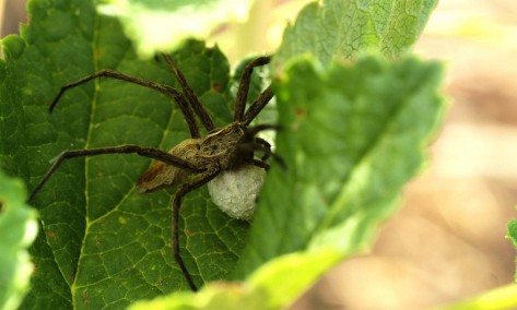 Nahaufname einer Listspinne mit Eikokon
