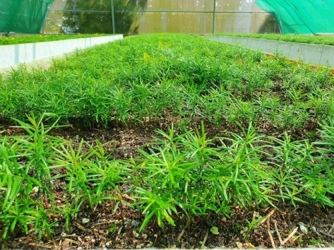 Nahaufnahme eines Anzuchtbeetes voller junger Eiben.