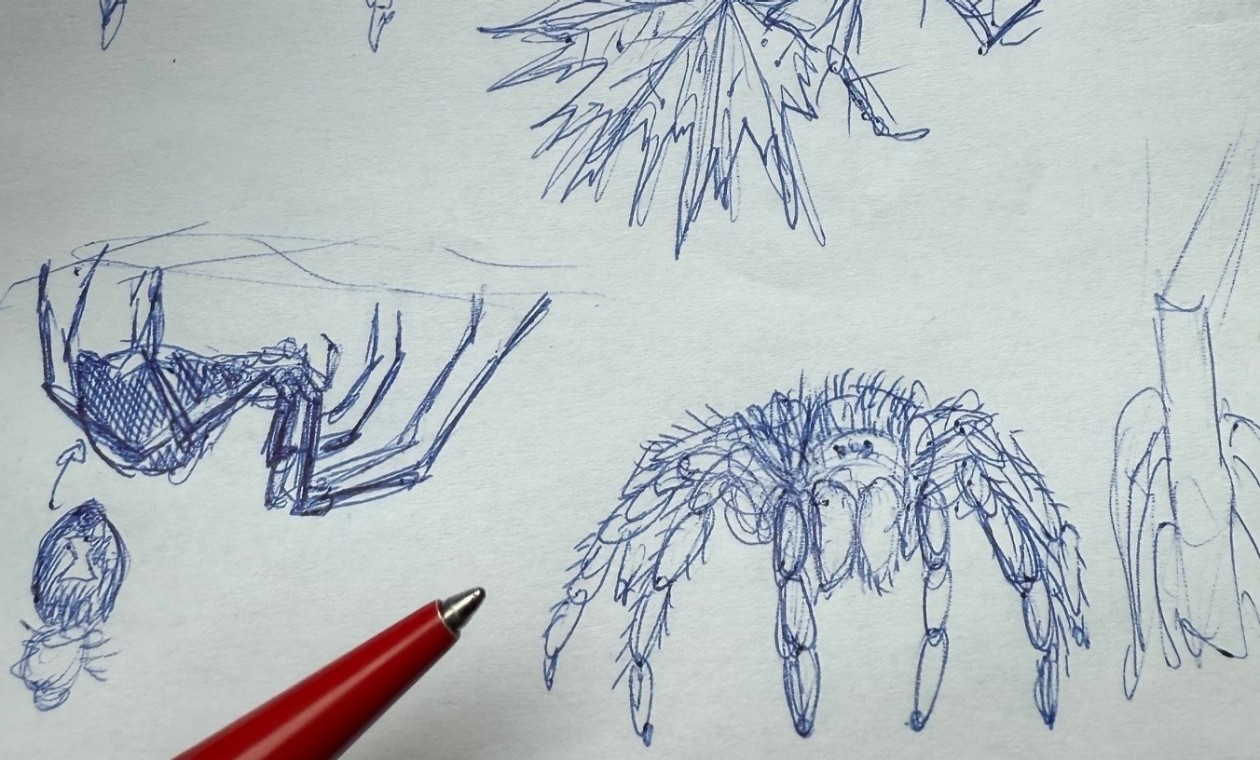 Skizze einer Spinne
