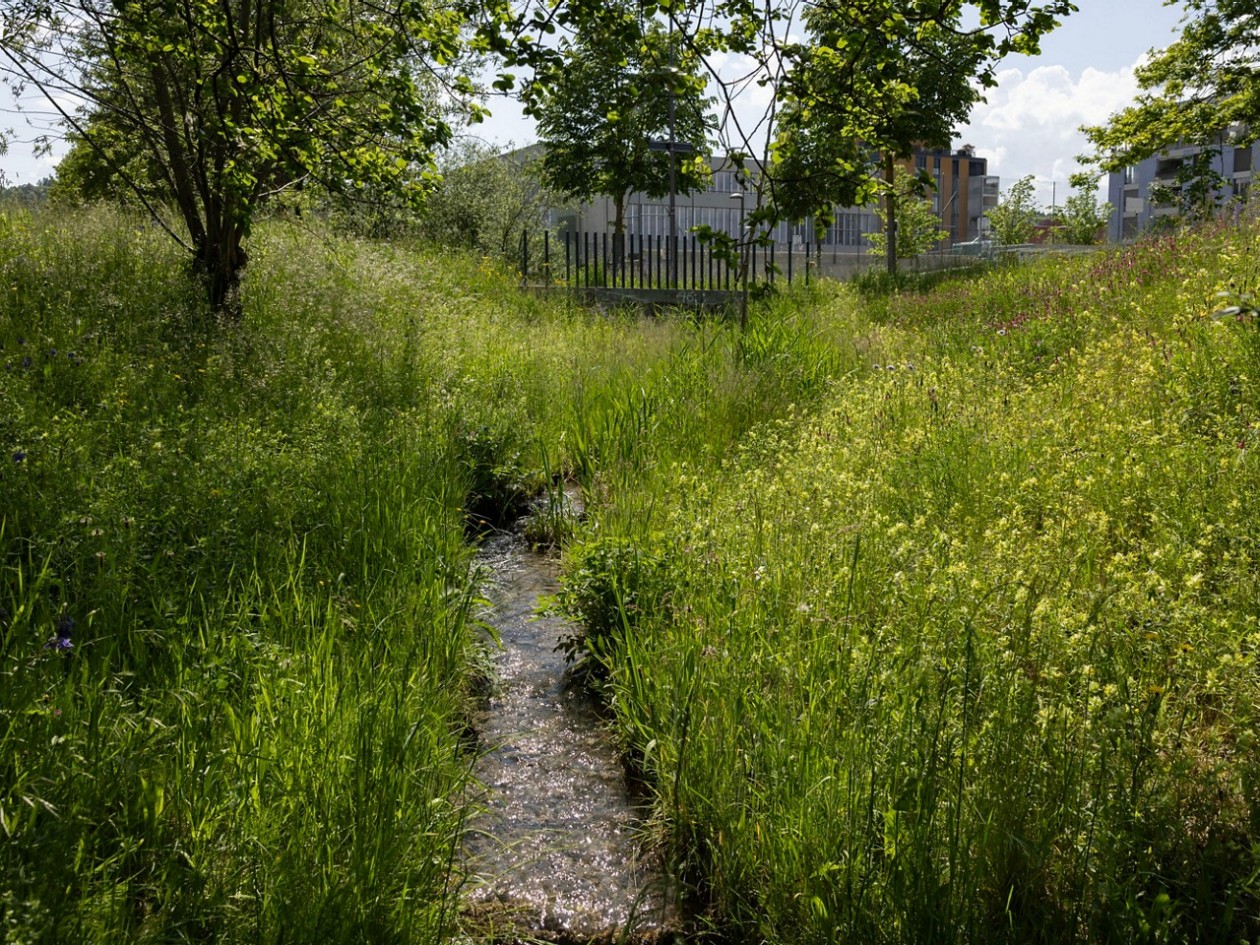Der Holderbach fliesst inmitten dichter Wildblumenwiesen.