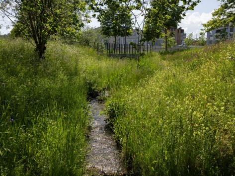 Der Holderbach fliesst inmitten dichter Wildblumenwiesen.