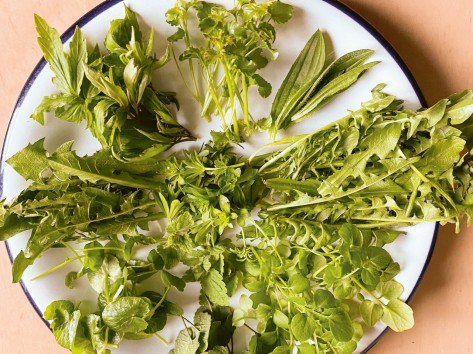 Aufsicht auf einen Teller auf dem verschiedene Wildkräuter im Kreis angeordnet sind.