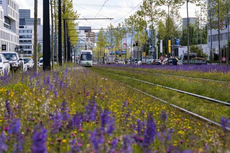 Breite Wildblumen-Wiesen säumen die Trasse einer Tramlinie inmitten der Stadt Zürich.