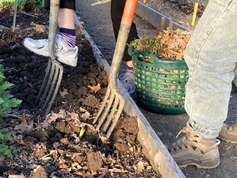 Zwei Personen stehen am Rande eines Beetes und lockern den Boden mit Mistgabeln. Zwischen ihnen eine Korb voll verwelkter Blätter.