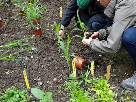 Zwei Personen hocken am Boden und pflanzen Mais-Setzlinge in ein Beet.