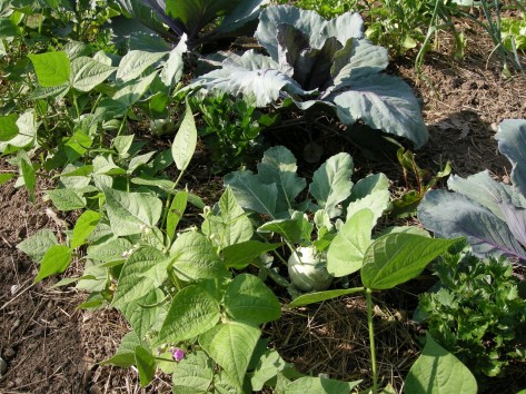 Nahaufnahme: verschiedene junge Gemüsepflanzen wachsen in einem Beet.