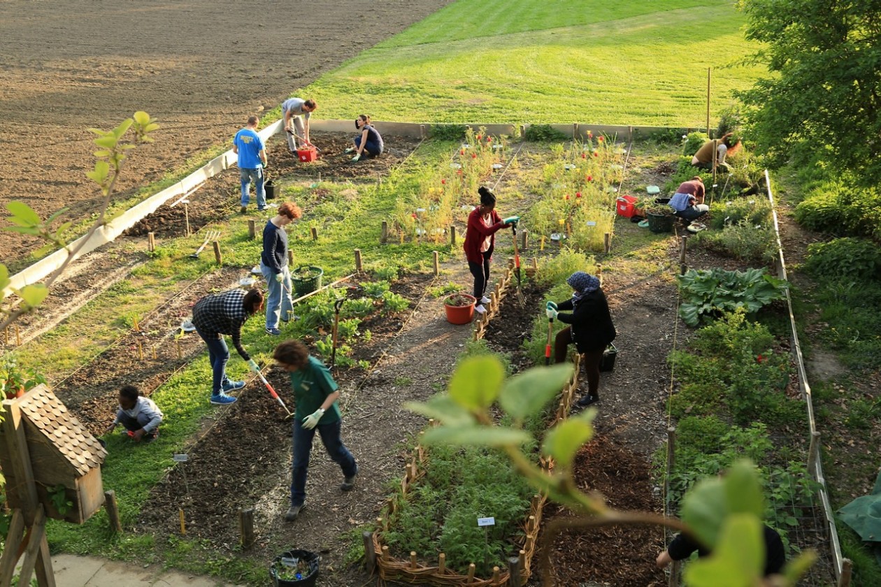Kursteilnehmende arbeiten bei Abendlicht im Gemüsegarten auf dem Gelände der Stadtgärtnerei.
