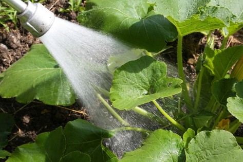 Nahaufnahme eines Wasserstrahls beim Bewässern eines Beetes.