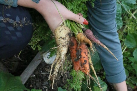 Eine Person hockt über einem Beet und hält verschiedene frisch geerntete Rübensorten in der Hand.