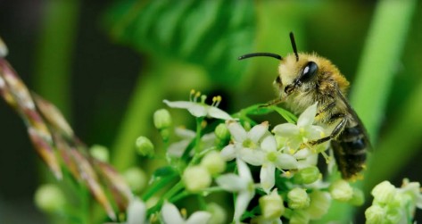 FFF Insekten Nahaufnahme einer Biene, die auf Blüten sitzt und Pollen sammelt.