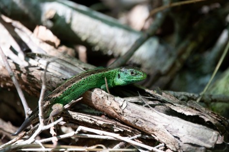 Zauneidechse (Foto: Schlitner Landschaftsplanung GmbH)