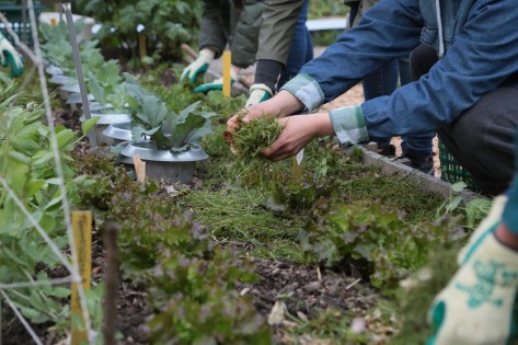 Teilnehmende stehen um eine Hochbeet herum und verteilen Rasenschnitt um die Setzlinge.