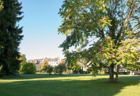 Blick über eine grosse Rasenfläche mit alten hohen Bäumen auf dem Gelände des Friedhof Sihlfeld.