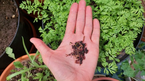 Etwas Wurmkompost liegt in einer Handfläche.