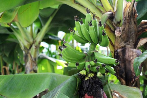 Nahaufnahme junger Früchte einer Bananenpflanze in der Stadtgärtnerei.
