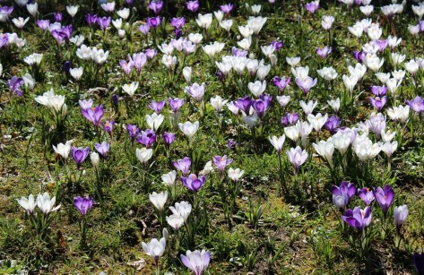 Krokusse wachsen dicht an dicht auf einer Wiese.
